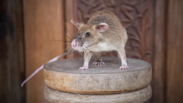 pictue of rat
